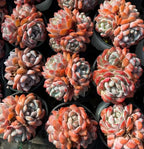 Echeveria succulent cluster with orange, peach, and pale gray rosette leaves