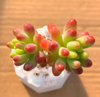 Echeveria succulent in small white pot, green and pink rosette leaves