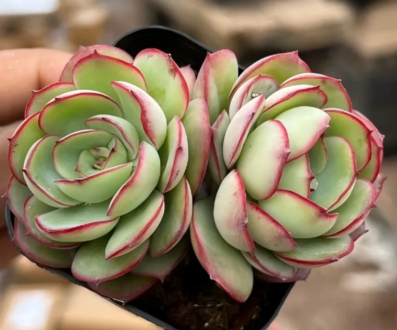 Succulent rosette cluster in black pot, pale green centers with red-pink leaf margins