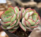 Succulent rosette cluster in black pot, light green leaves edged in pink-red