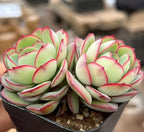 Succulent cluster in black pot, pale green rosettes with red-pink edges