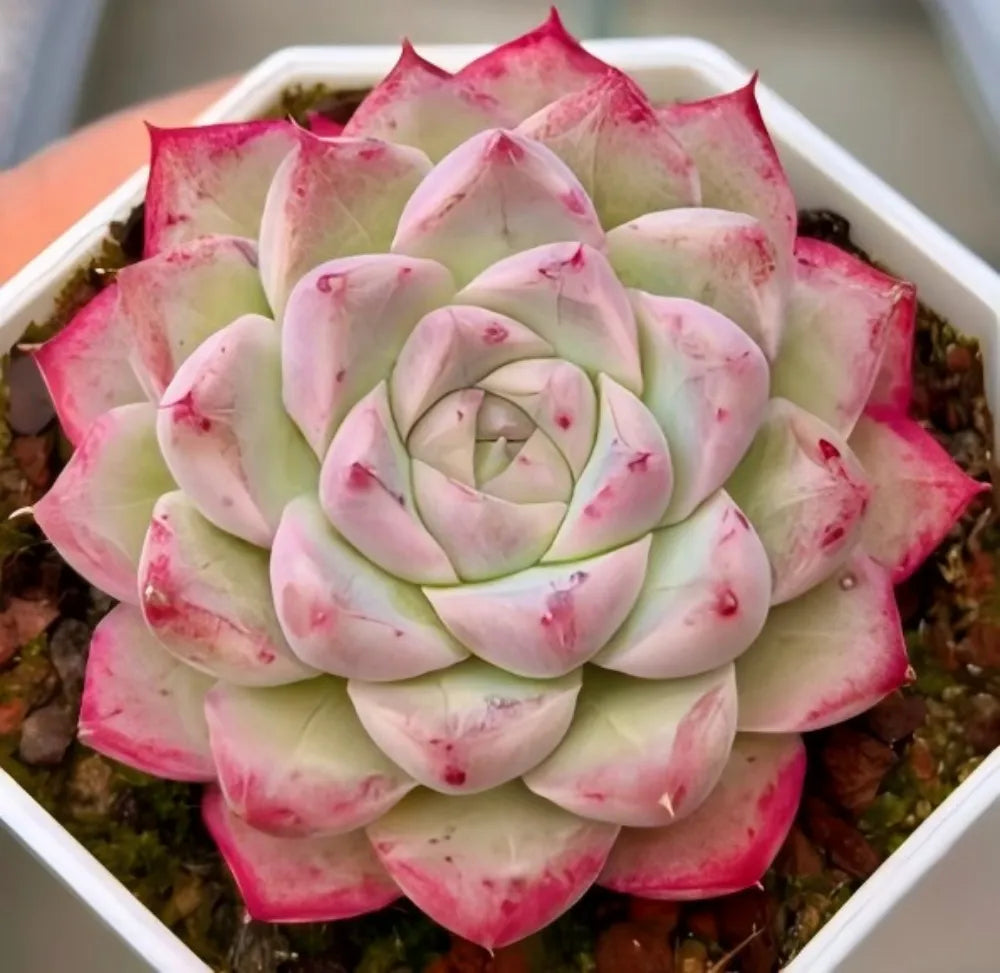 Peach Queen echeveria succulent in square pot, pale green rosette with pink speckles