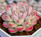 Peach Queen echeveria succulent with layered rosette leaves, pale green and hot pink