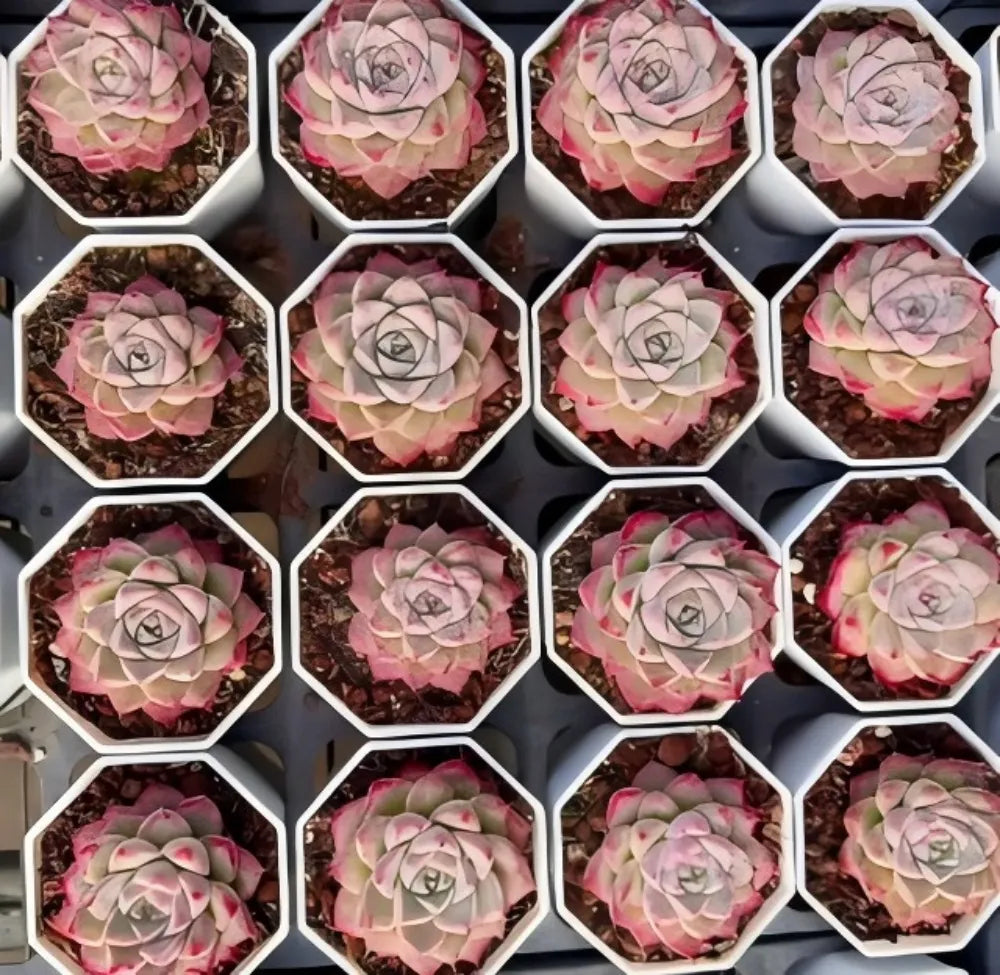 Tray of Peach Queen echeveria succulents in small hex pots, pale green with pink blush