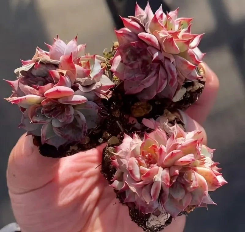 Echeveria succulent in 2-inch round pot, pink and burgundy rosette leaves