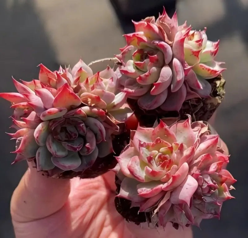 Echeveria succulent in 2-inch pot, coral-pink rosettes with burgundy centers