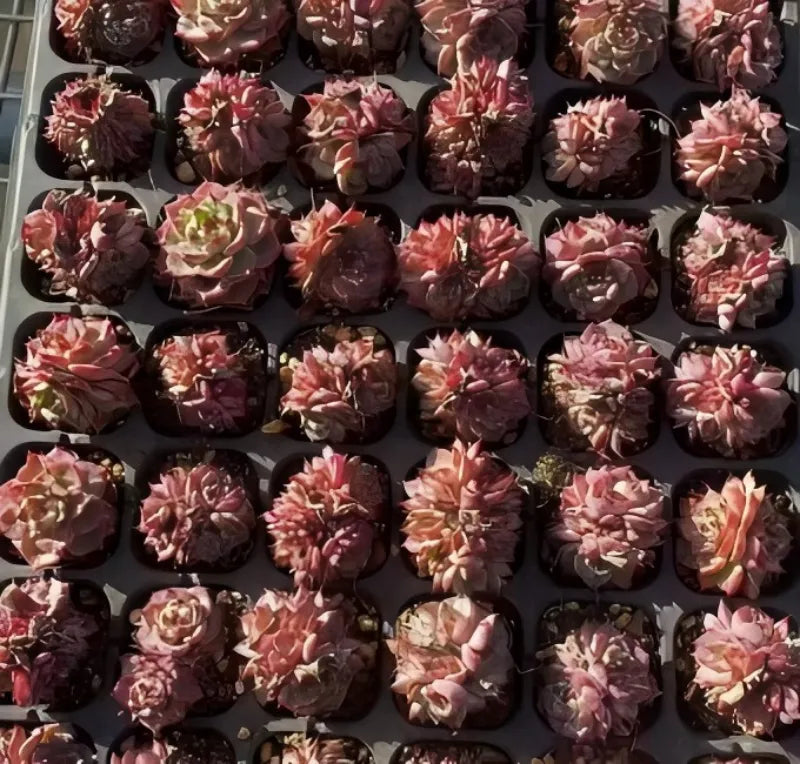 Tray of small potted Echeveria succulents, pink and burgundy rosette plants
