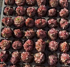 Tray of small potted Echeveria succulents, pink and burgundy rosette plants
