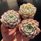 Echeveria Pink Bella succulent rosettes with pale pink and green leaves