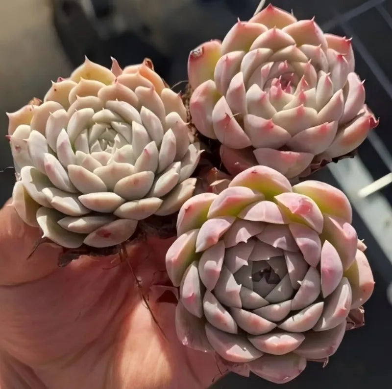 Echeveria rosette succulent with pink-tipped leaves in a cluster
