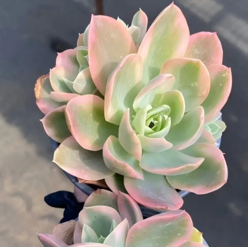 Potted echeveria succulent rosette with pale green leaves and pink tips