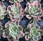 Tray of small potted echeveria rosettes, pale green leaves with pink-edged tips