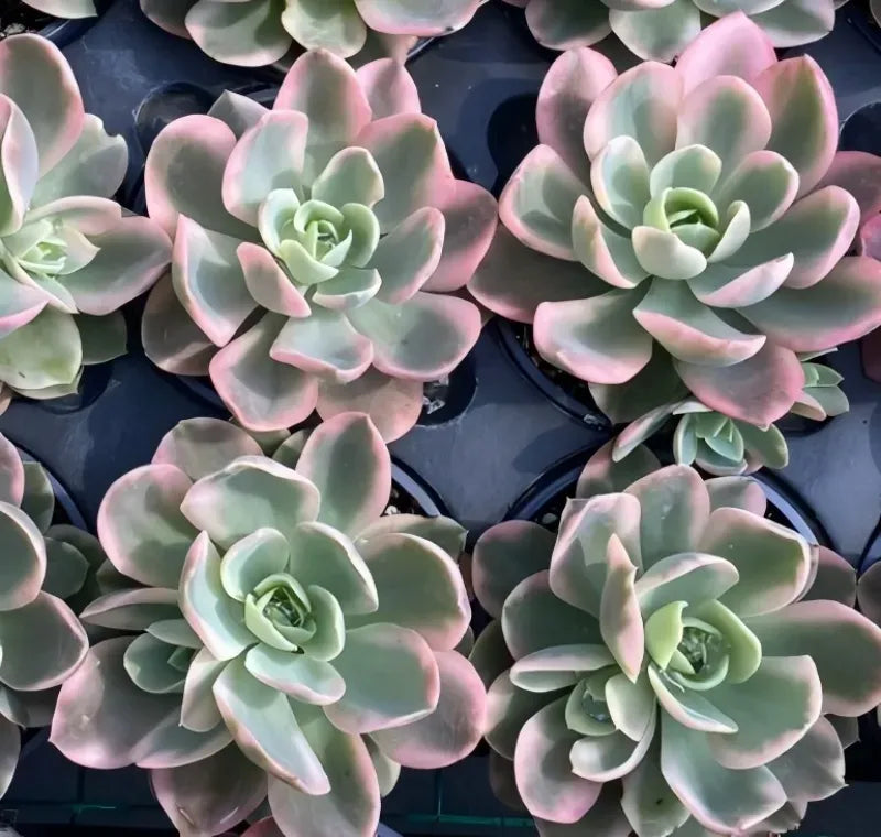 Tray of small potted echeveria rosettes, pale green leaves with pink-edged tips