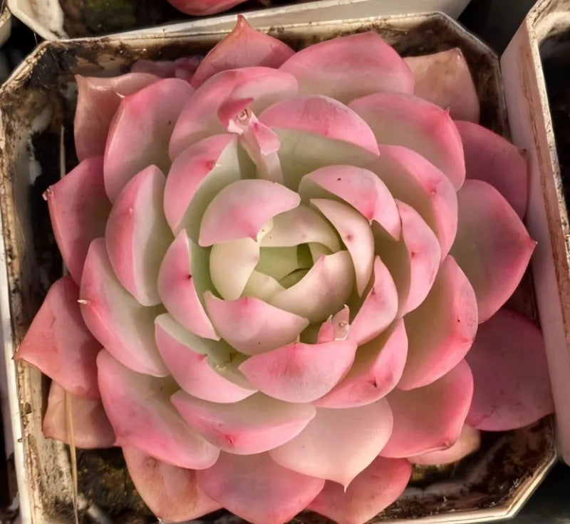 Echeveria succulent rosette in pot with pink petals and cream variegation