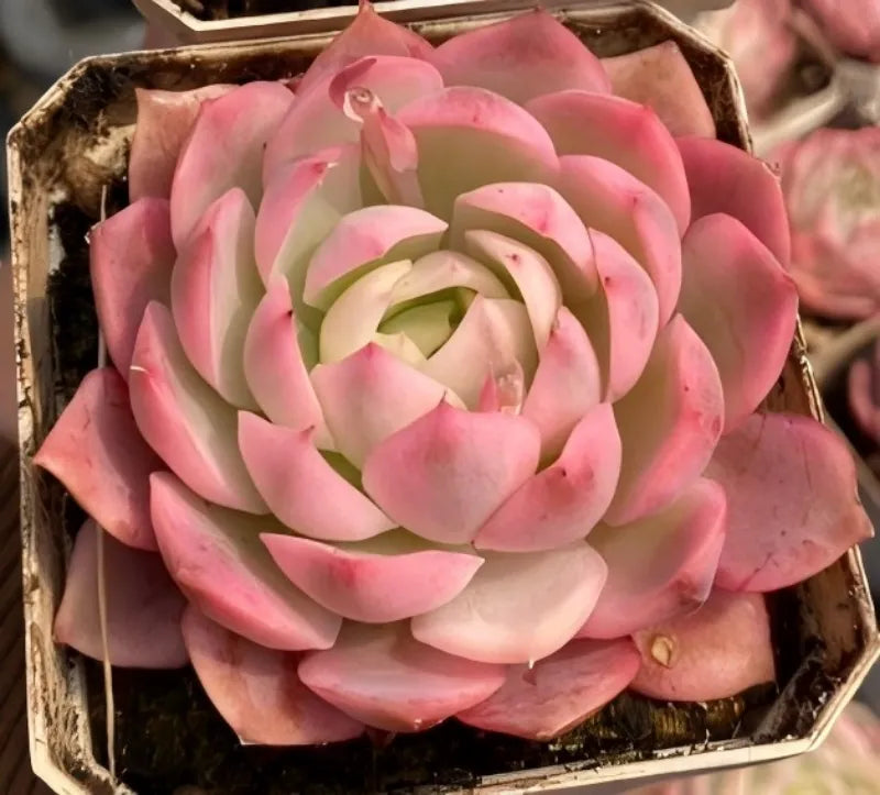 Echeveria succulent in 3-inch pot with pink and cream variegated rosette leaves
