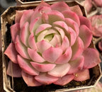 Echeveria succulent in 3-inch pot with pink and cream variegated rosette leaves