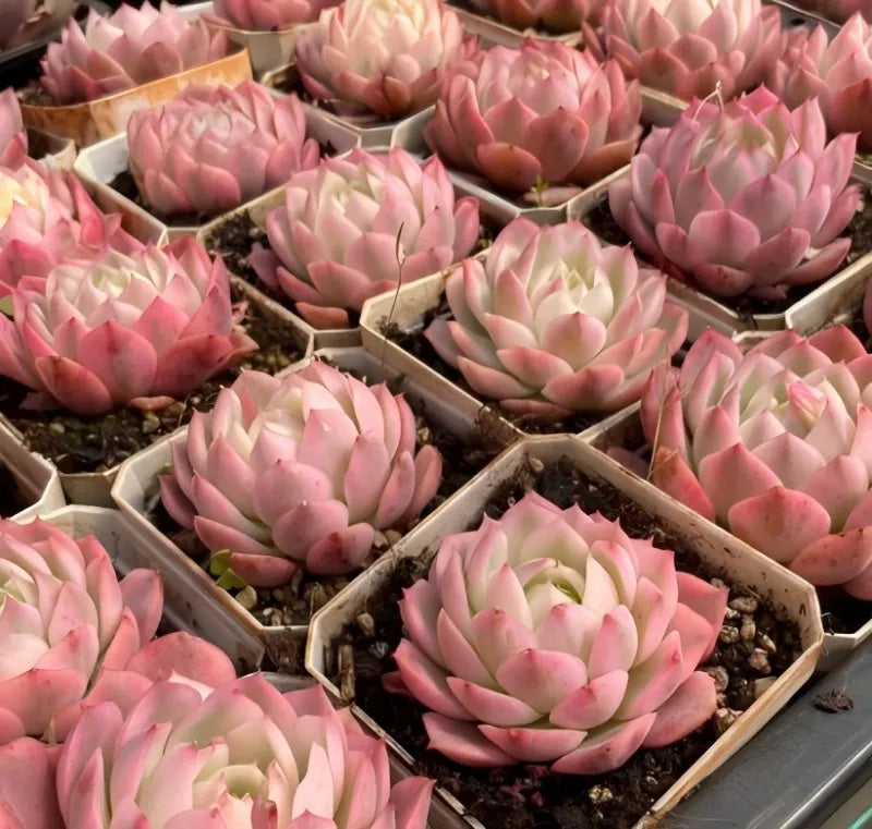 Set of echeveria succulents in small pots with pink and cream rosette leaves