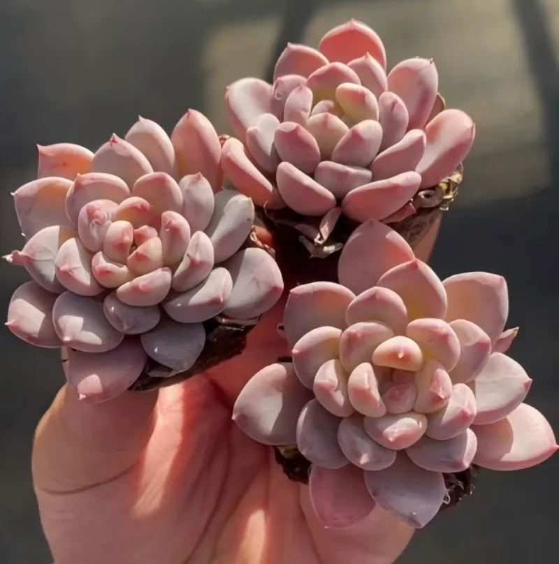 Pink Echeveria rosettes in 2 in pot, close-up on hand