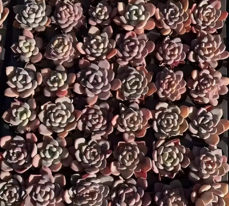 Pink Echeveria succulent rosettes in a 2 in pot