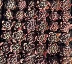 Pink Echeveria succulent rosettes in a 2 in pot