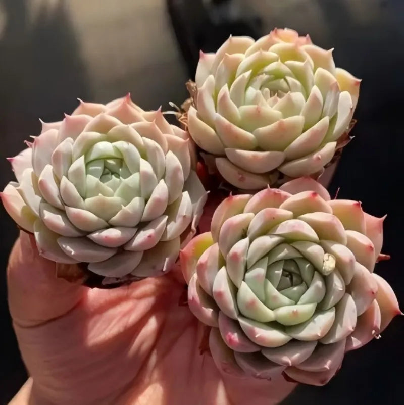 Echeveria Pink Bella succulent rosettes, pale pink and green leaves close-up