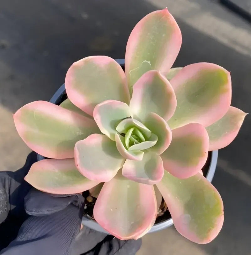 Echeveria succulent rosette in dark pot, pale green center with pink leaf margins