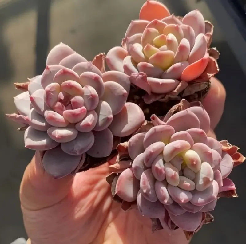 Pink Echeveria rosettes in a 2 in pot, clustered together
