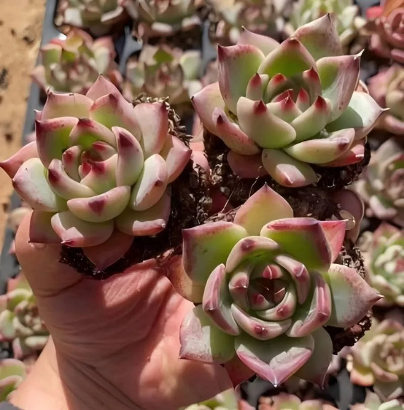 Four pink rosette succulents in small dark pots, held in a hand