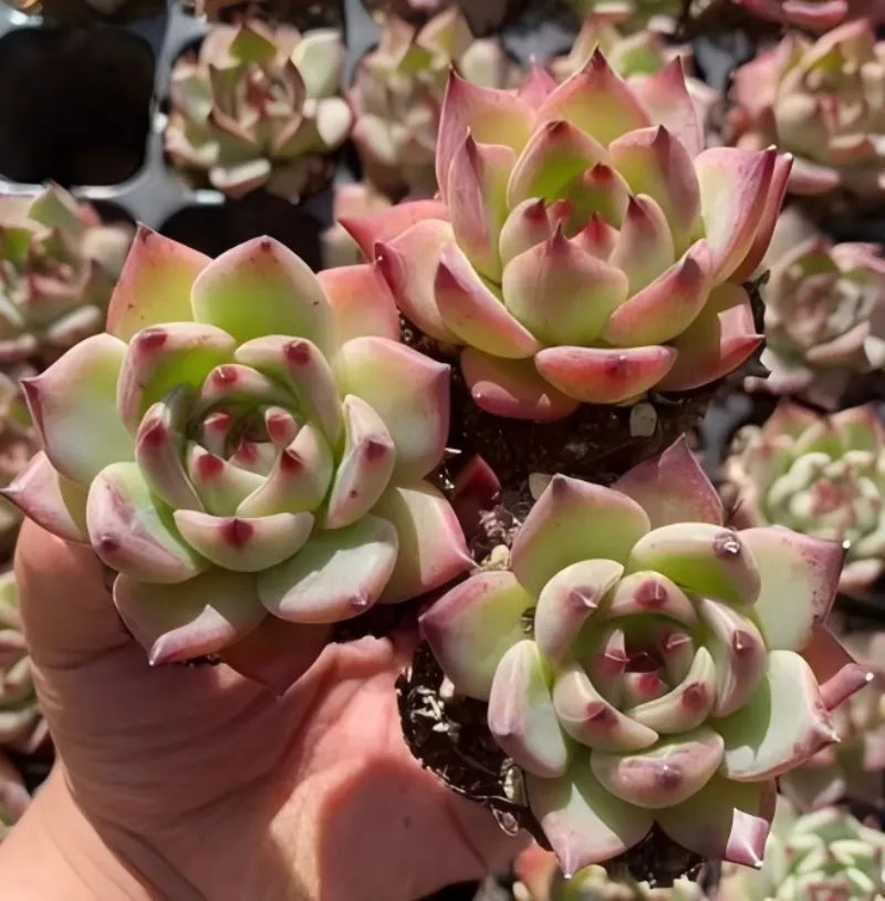 Pink-and-green rosette succulent in small dark pot