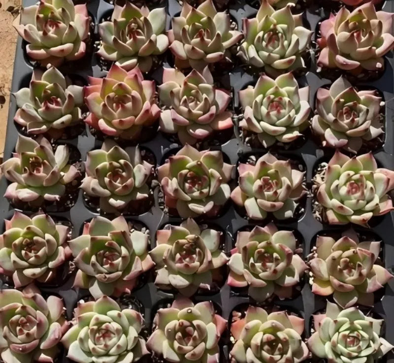 Cluster of pale green and pink rosette succulents in black tray pots