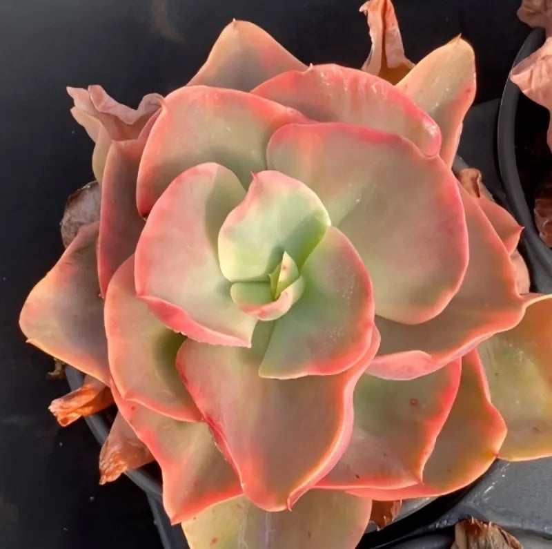 Variegated Echeveria succulent in small pot, pink edges and pale green rosette leaves