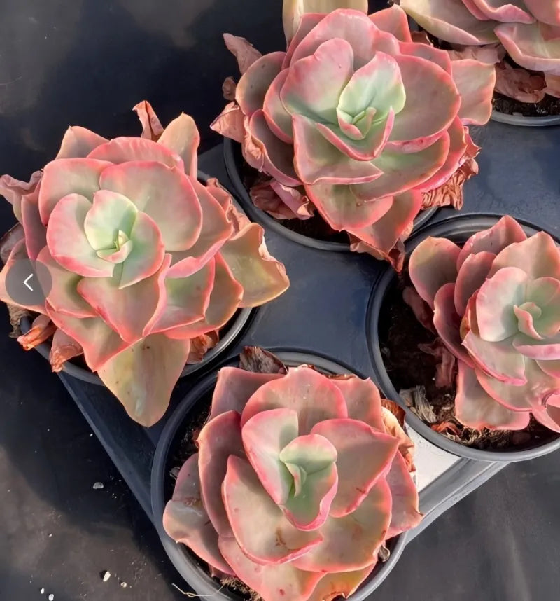 Variegated Echeveria succulent rosettes in several small pots, pink and pale green