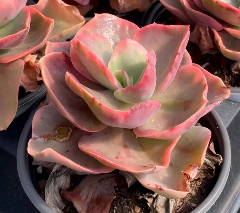 Variegated Echeveria succulent rosette in pot, pink-edged leaves and pale green center