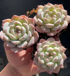 Echeveria succulent rosettes with pale green centers and pink edges, in small pots