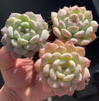 Echeveria succulent rosettes with pale green leaves and pink tips, in small pots