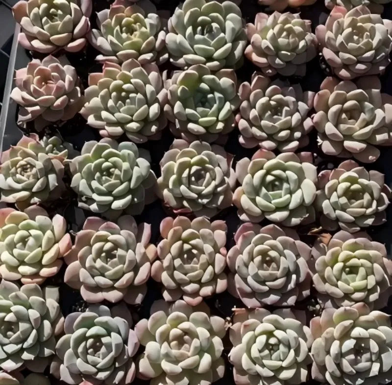 Assorted echeveria rosettes with pale green leaves and pink-tinged tips, in pots