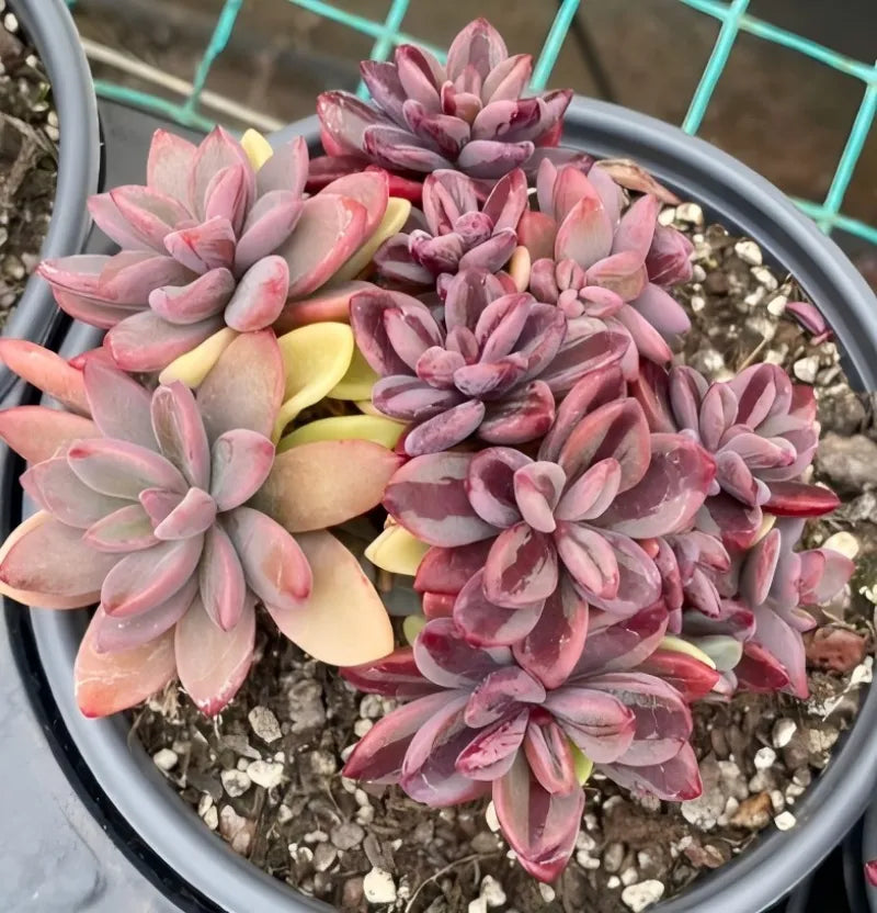 Echeveria succulent in gray pot with pink variegated rosette leaves and yellow centers