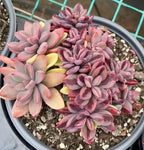 Echeveria succulent in gray pot with pink variegated rosette leaves and yellow centers