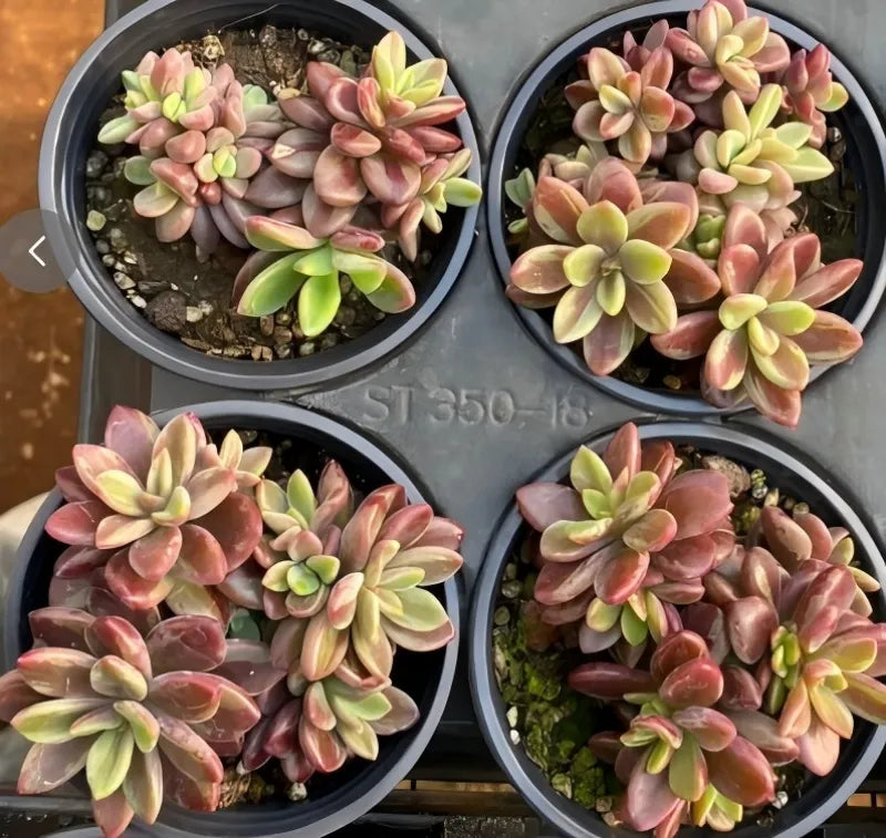 Set of four variegated purple heart succulents in round pots, pink-green rosettes