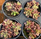 Set of four variegated purple heart succulents in round pots, pink-green rosettes