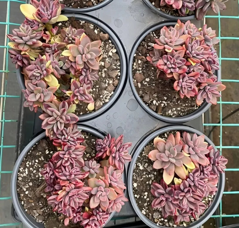 Echeveria set of four succulents in gray pots with pink-purple rosette leaves