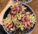 Variegated purple heart succulent in pot held in hand, pink-purple and green rosettes