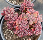 Echeveria succulent with pink-purple variegated rosette leaves, clustered in gray pot