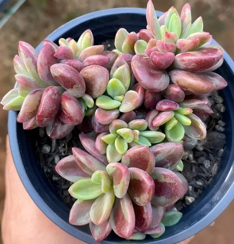 Variegated purple heart succulent in dark pot with thick pink and green leaf rosettes