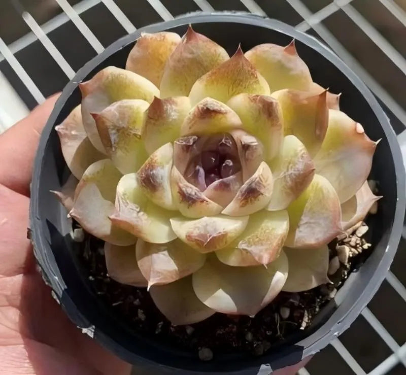 Potted echeveria succulent rosette with yellow-green leaves and pink-red edges, dark center