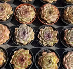 Assorted potted echeveria succulents with pale green leaves and rosy centers in small pots