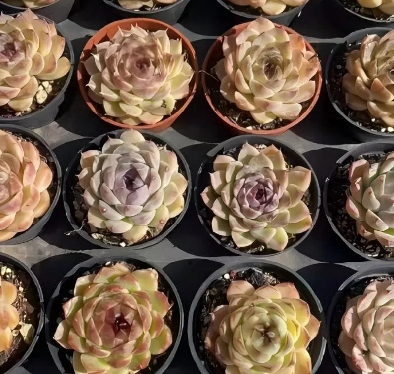 Assorted potted echeveria succulents with pale green leaves and rosy centers in small pots