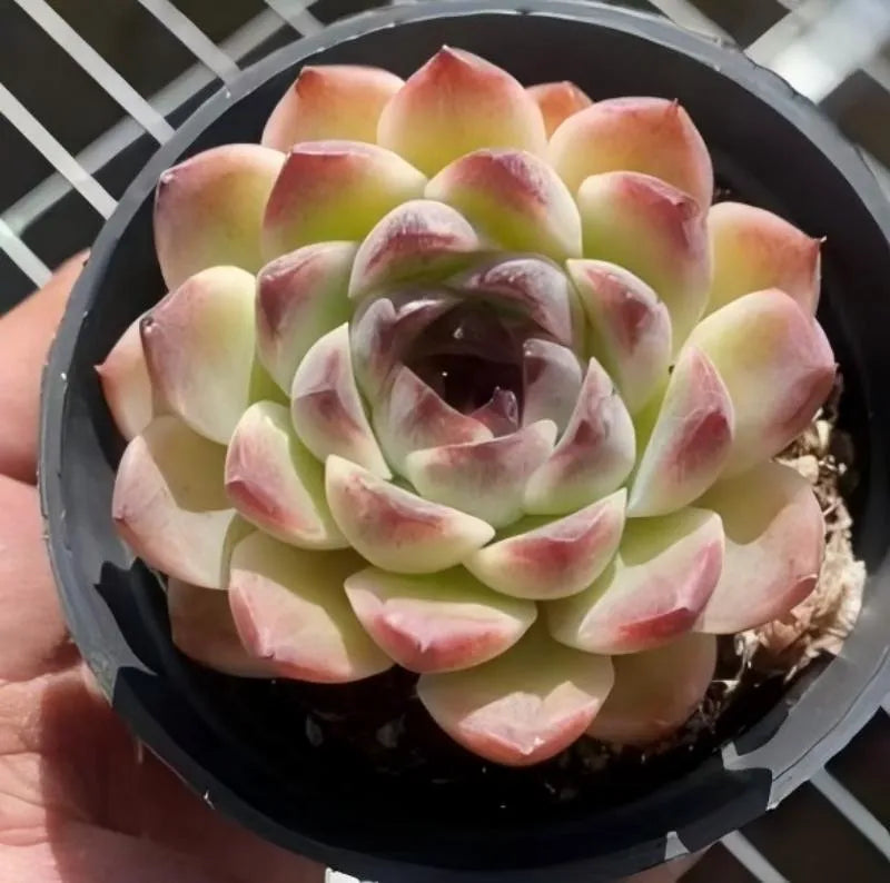 Potted echeveria succulent with layered green leaves and pink-red tips, dark rosette