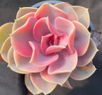 Variegated echeveria rosette, pink centers with cream outer leaves in pot