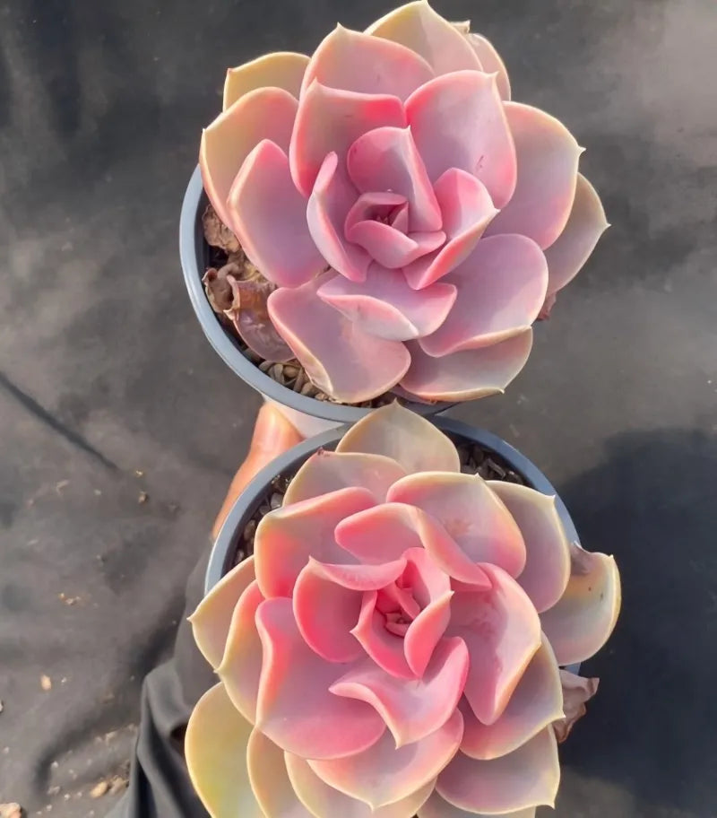 Variegated echeveria succulent in 4-inch pot, pink and cream rosette